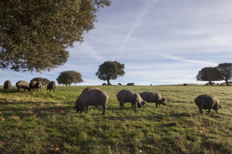 BEHER cerdos raza 100% ibérica en el campo 2 (FILEminimizer)