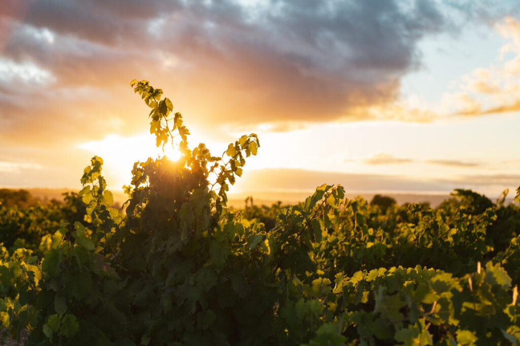 BODEGAS LEDA