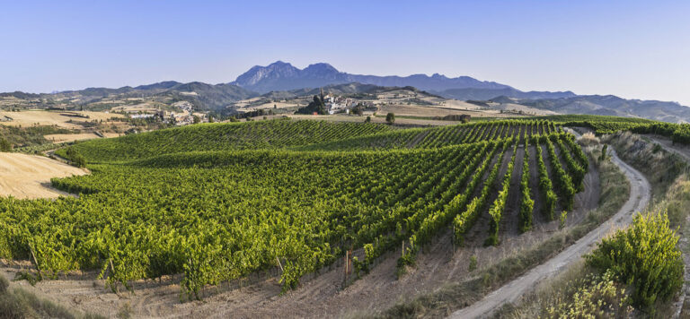 Foto 4- Viñedo Sonsierra Navarra La Pared