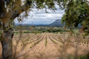 TIERRA CALMA. PARAJE CON VInA (FILEminimizer)