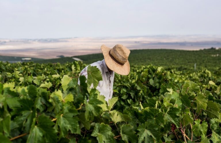 Vinos de Jerez